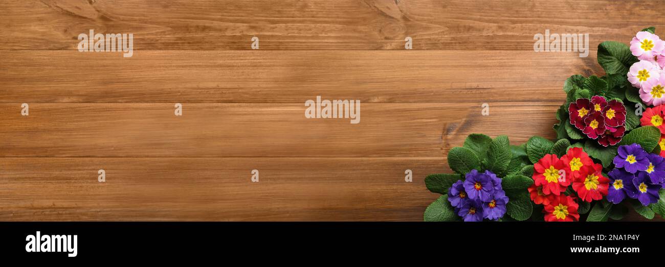 Beautiful spring primula (primrose) flowers on wooden background, flat lay with space for text. Banner design Stock Photo