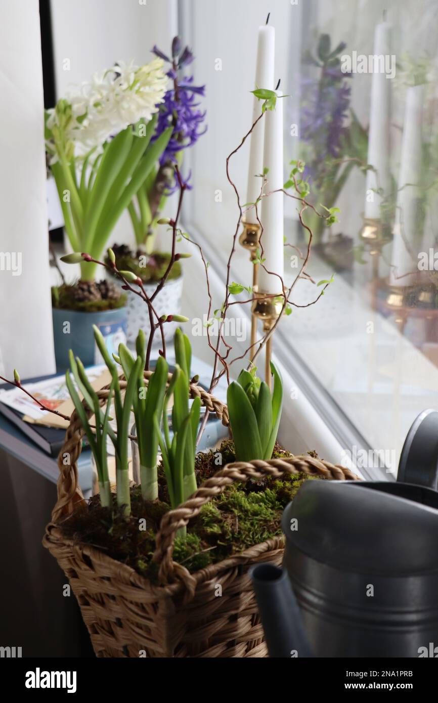 Beautiful spring plants and decoration on window sill Stock Photo - Alamy
