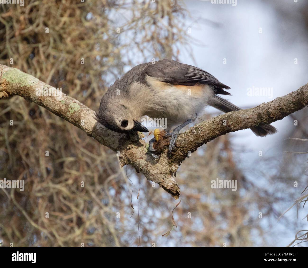 The tufted titmouse (Baeolophus bicolor) eating an insect cocoon Stock Photo