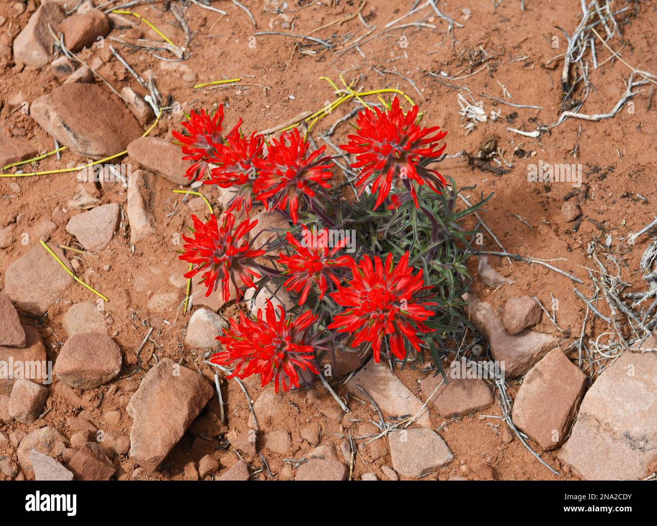 Indian Paintbrush Growing in the Desert Soil in Spring in Canyonlands