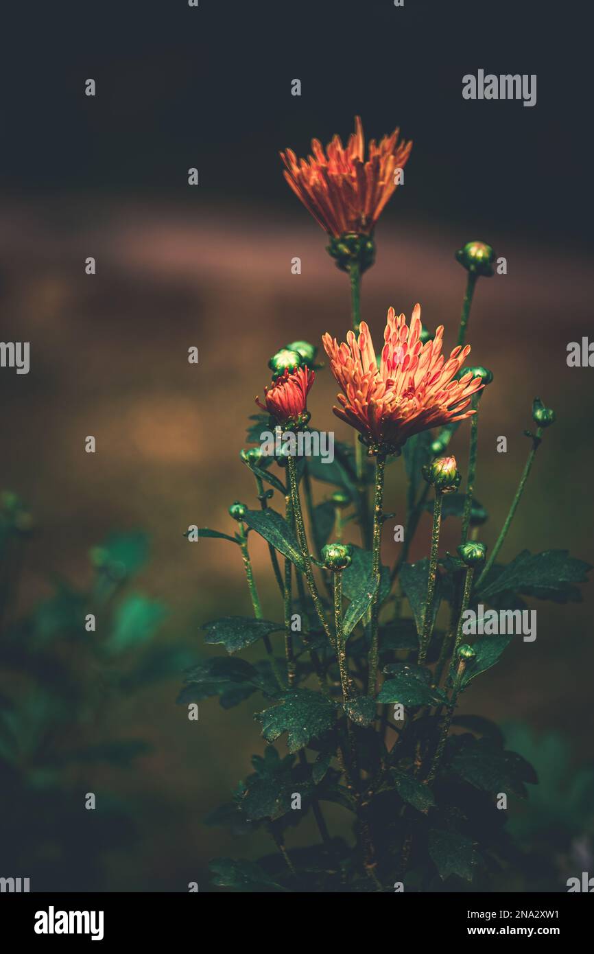Coimbatore flower, Bangladeshi garden flower, selective focus, blur background Stock Photo