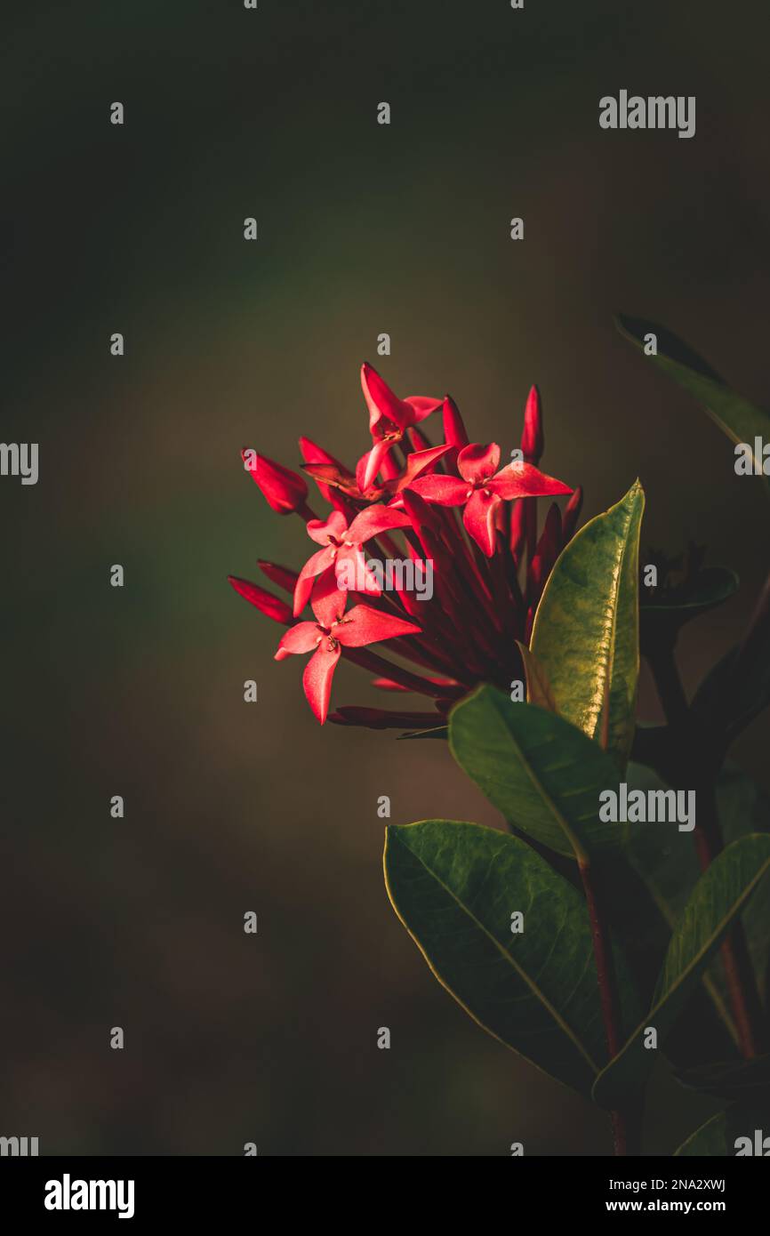 Jungle geranium, Ixora coccinea, West Indian Jasmine flower in the garden, selective focus, blur background Stock Photo