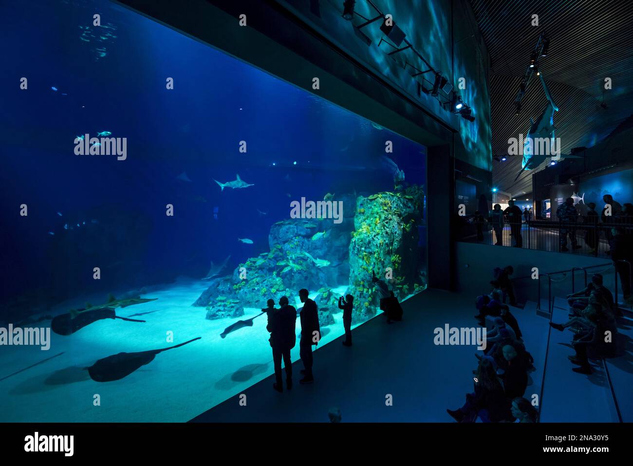 Tourists sit and stand watching the large tank in the Blue Planet Aquarium; Copenhagen, Denmark Stock Photo
