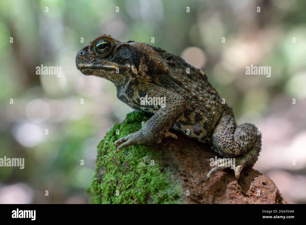 Cane toad close-up in tropical north-east Australia near Cairns Stock Photo