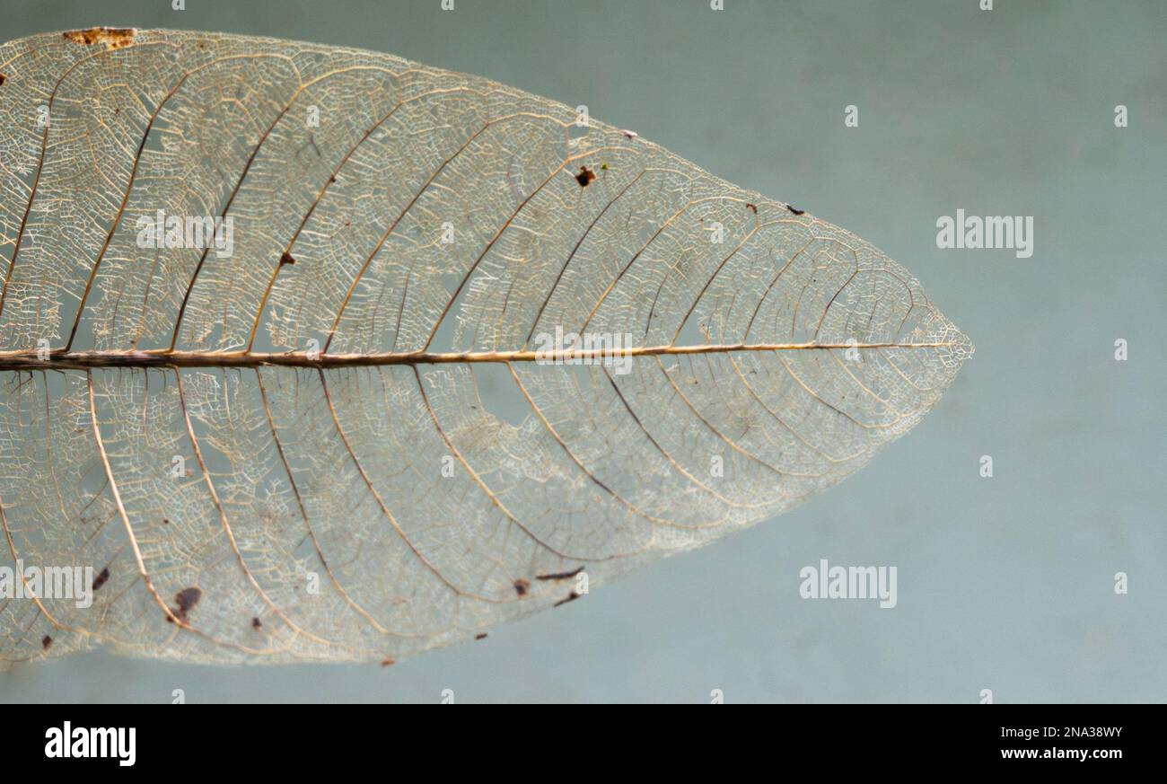 Decaying tree leaf Stock Photo