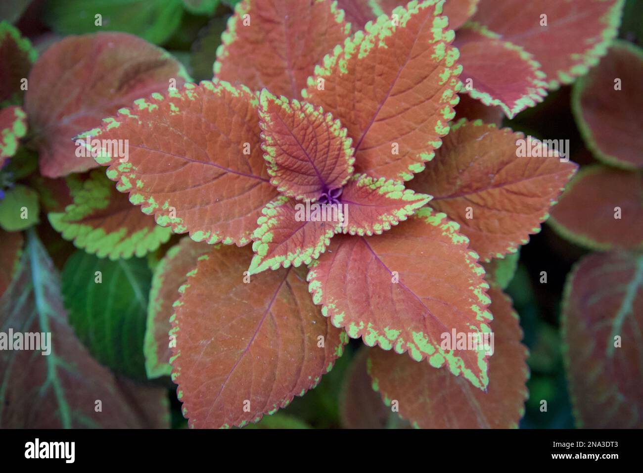 Rainbow coleus plant with red leaves, trimmed with light green. Stock Photo