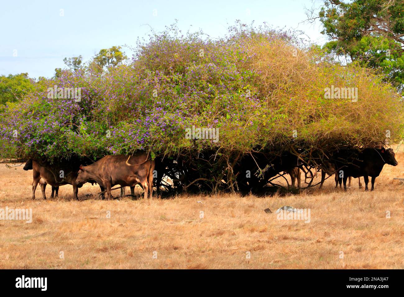 Cattle taking shelter from the sun under a bush, Southwest Australia Stock Photo