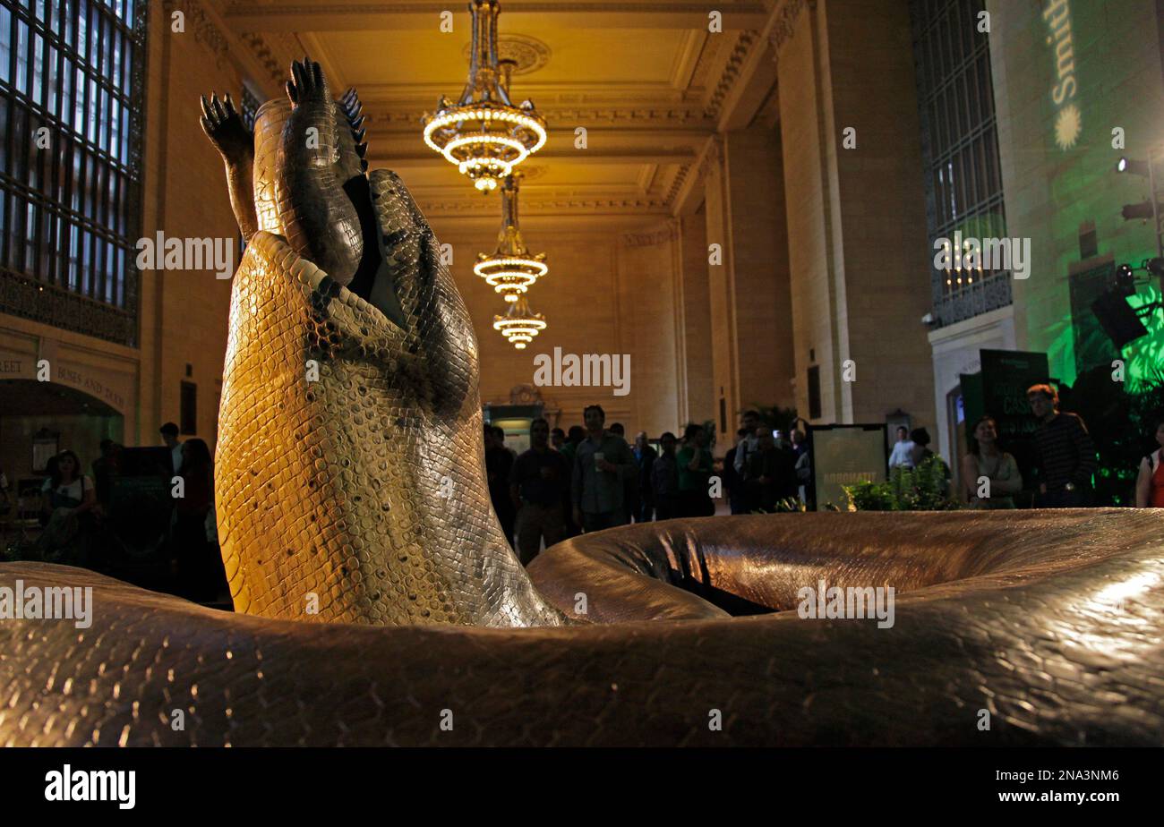 A Full scale Replica Of The Pre historic Snake Titanoboa Swallowing A a-full-scale-replica-of-the-pre-historic-snake-titanoboa-swallowing-a