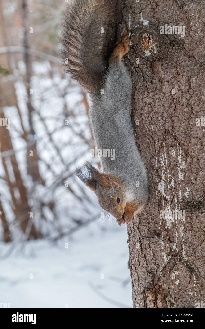 A squirrel sits upside down on a tree in winter and eats a nut. Eurasian red squirrel, Sciurus vulgaris Stock Photo