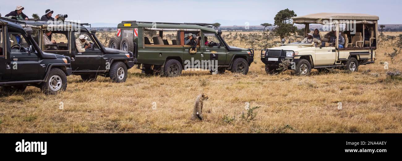 Photographers in four safari trucks shooting cheetah cub (Acinonyx jubatus), Maasai Mara National Reserve; Kenya Stock Photo