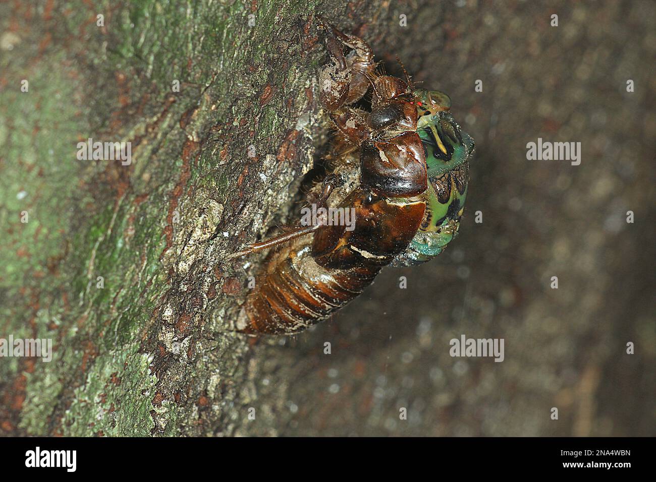 Chorus cicada (Amphisalta zelandica) emerging from exuvia Stock Photo
