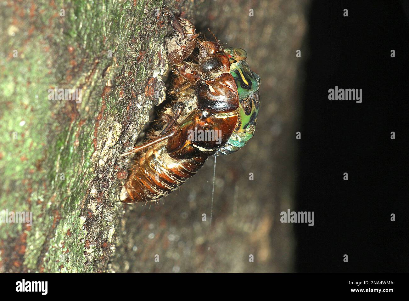 Chorus cicada (Amphisalta zelandica) emerging from exuvia Stock Photo