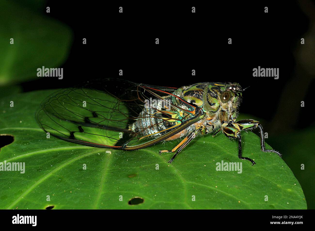 Chorus cicada (Amphisalta zelandica) emerging from exuvia Stock Photo