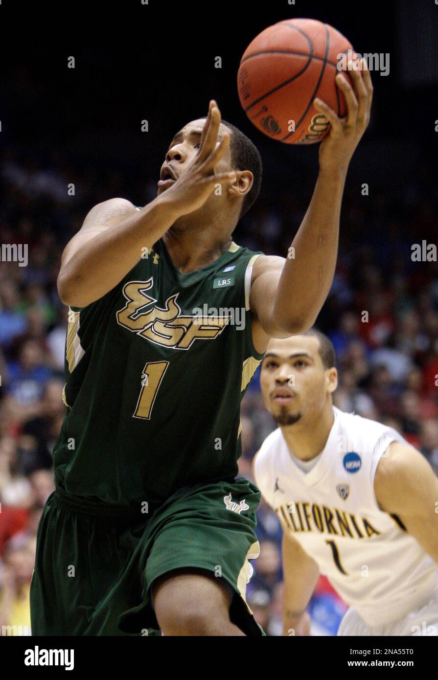 South Florida forward Ron Anderson Jr. (1) drives past California guard ...