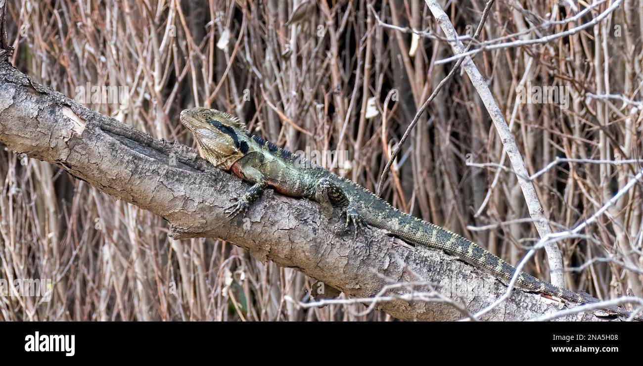 Eastern water dragon, Physignathus lesueurii, Brisbane, Australia, perched on branch Stock Photo