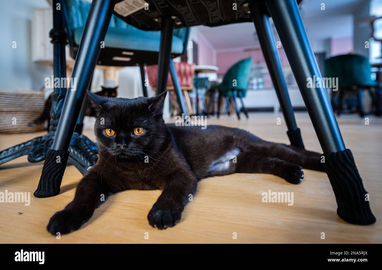 Chemnitz, Germany. 09th Feb, 2023. Cat 'Shuri' lies between chairs in the cat lounge 'Ciao Mau' in Chemnitz. On February 15, owner Franziska Müller opens the city's first cat café. Guests can take their meals and drinks during their visit in the company of six British shorthaired cats that have moved into the premises in the Kaßberg district. The concept of cat cafés originated in Asia and is becoming increasingly popular in this country as well. Credit: Kristin Schmidt/dpa-Zentralbild/dpa/Alamy Live News Stock Photo
