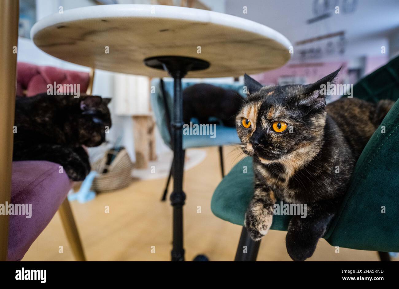 Chemnitz, Germany. 09th Feb, 2023. Three cats lie on chairs in the cat lounge 'Ciao Mau' in Chemnitz. On February 15, owner Franziska Müller opens the city's first cat café. Guests can take their meals and drinks during their visit in the company of six British shorthaired cats that have moved into the premises in the Kaßberg district. The concept of cat cafés originated in Asia and is becoming increasingly popular in this country as well. Credit: Kristin Schmidt/dpa-Zentralbild/dpa/Alamy Live News Stock Photo