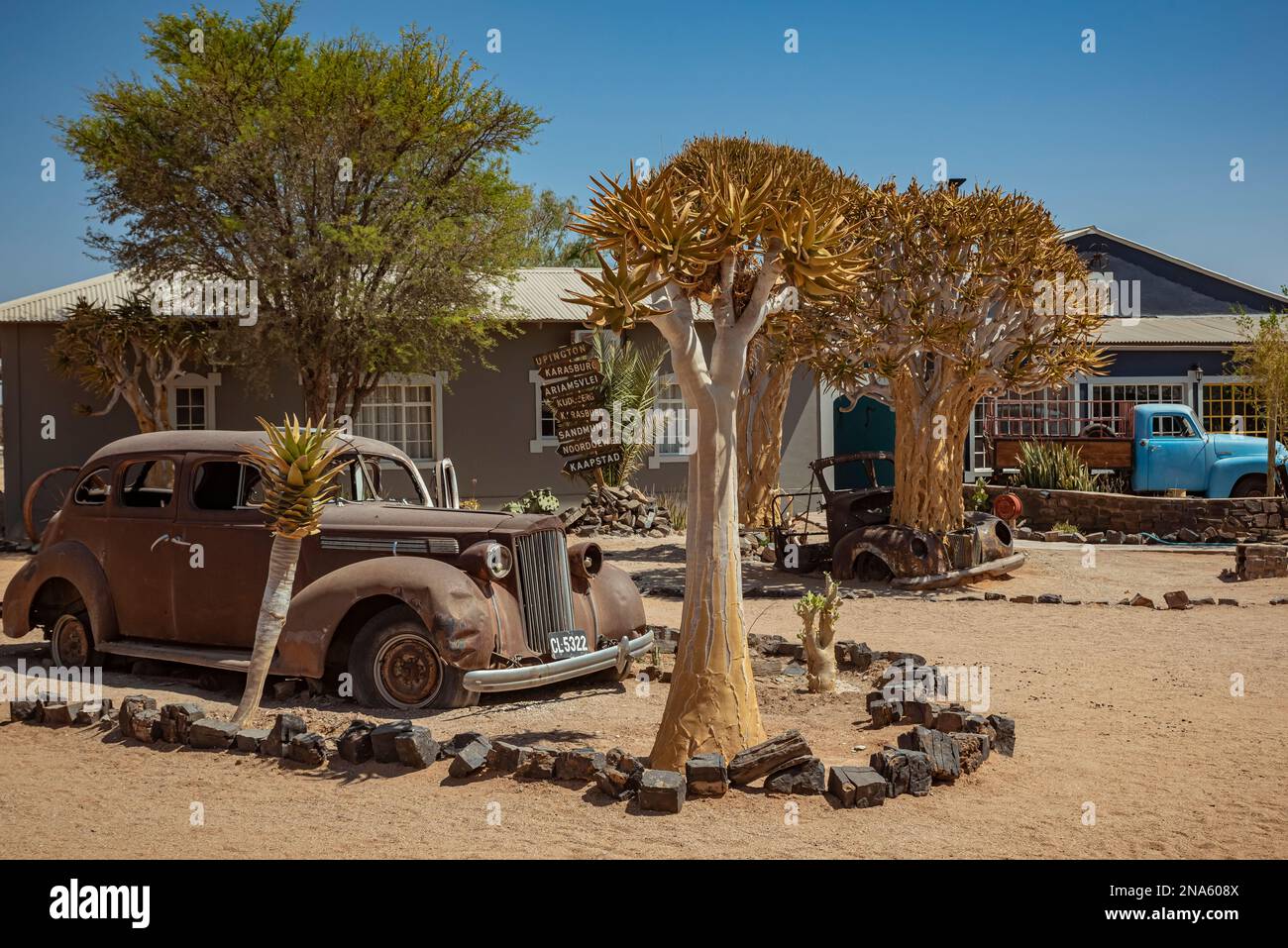 Quiver trees (Aloidendron dichotomum) and a vintage car at Gondwana Canyon Roadhouse, Fish River Canyon; Namibia Stock Photo
