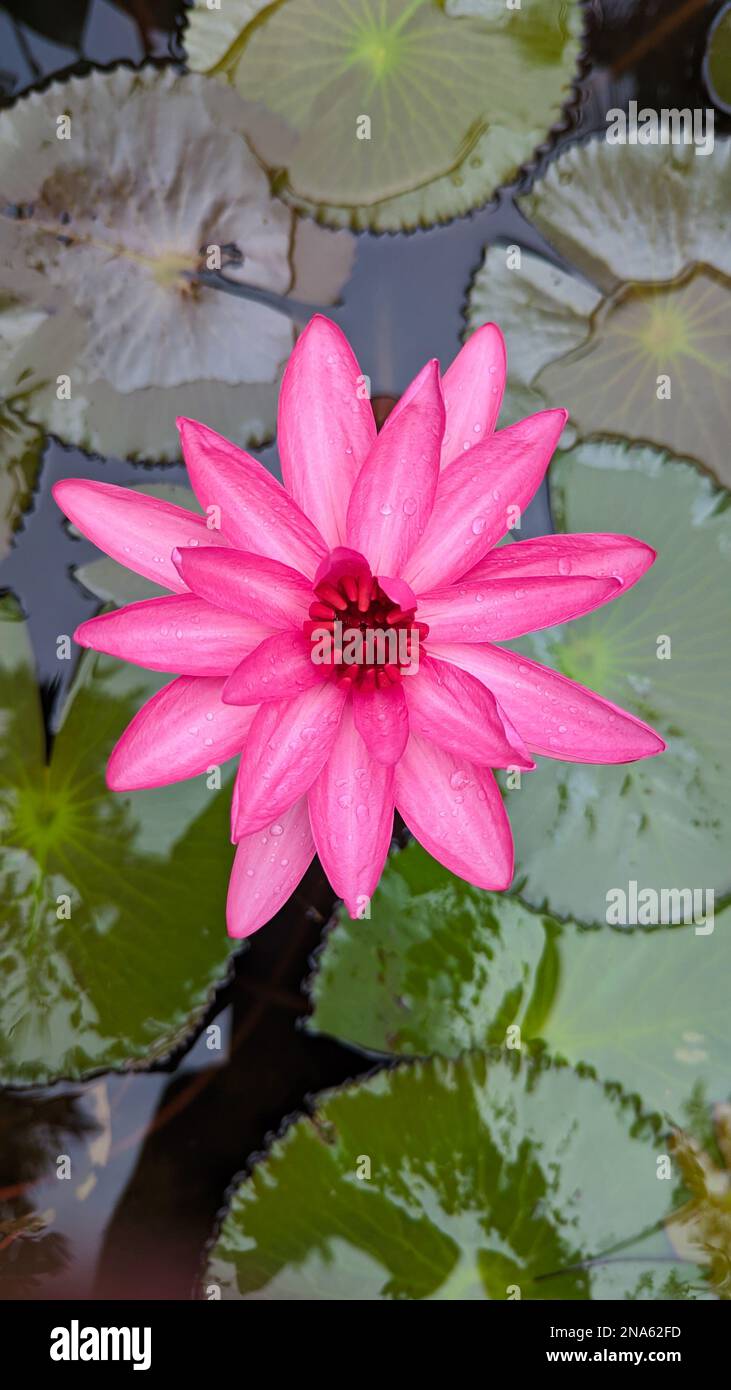 stuuning image of a full bloom pink lotus flower at the center of a serene pond covered with leaves Stock Photo