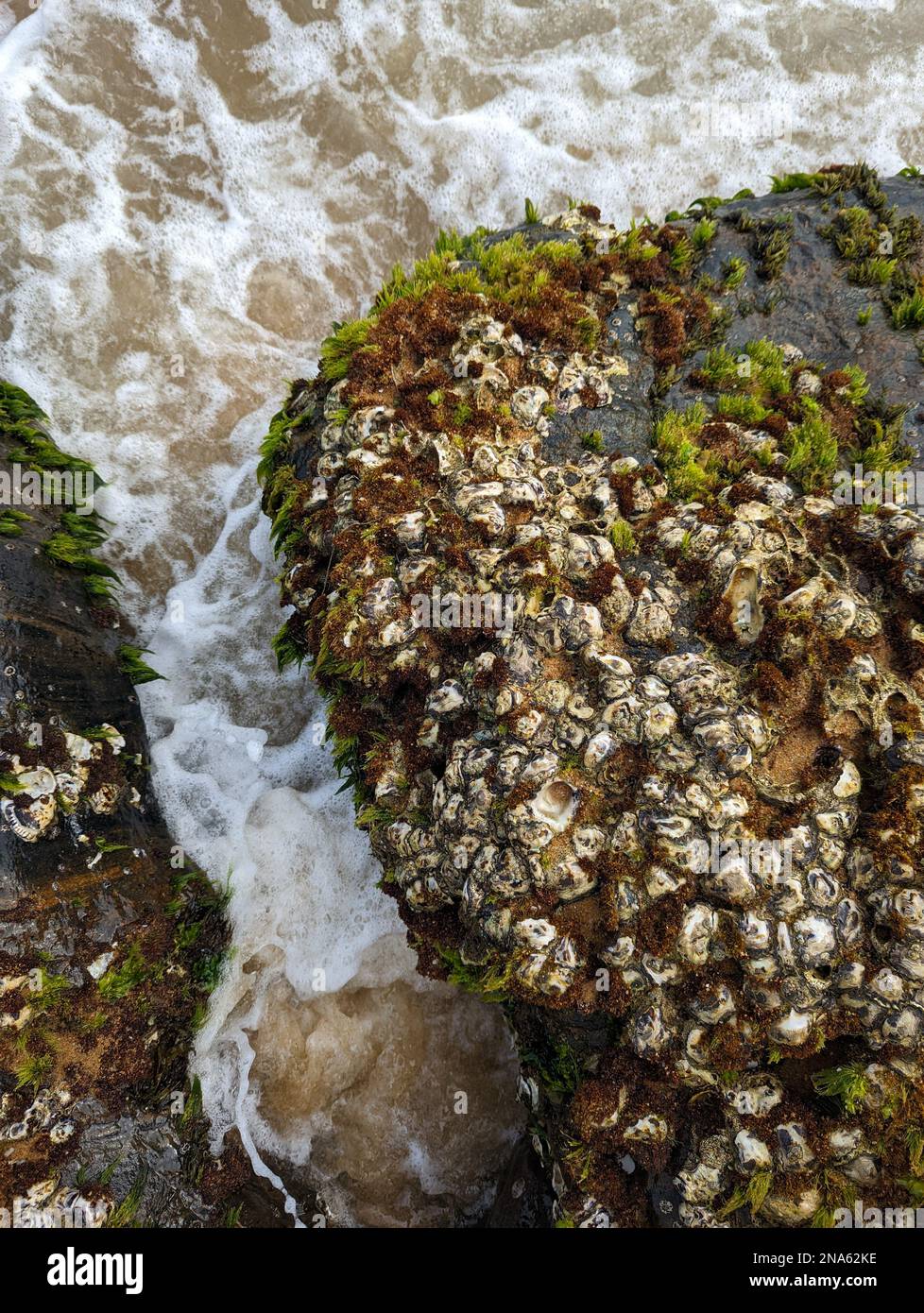oyster clams and barnacles on the edge of a rock in a beach at low tide in the summer season Stock Photo