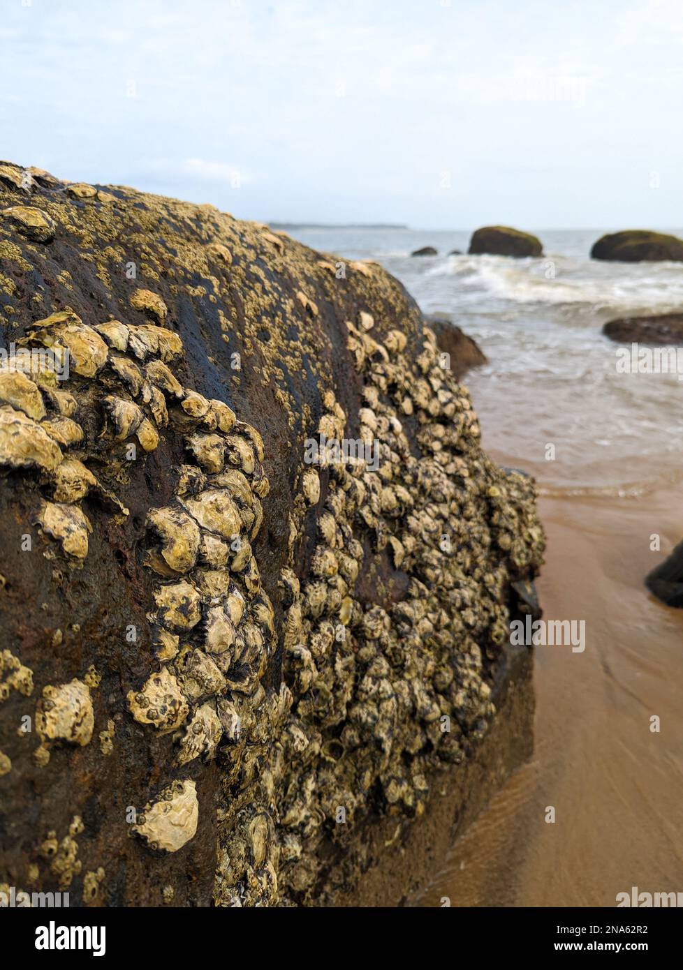 oyster clams and barnacles on the edge of a rock in a beach at low tide