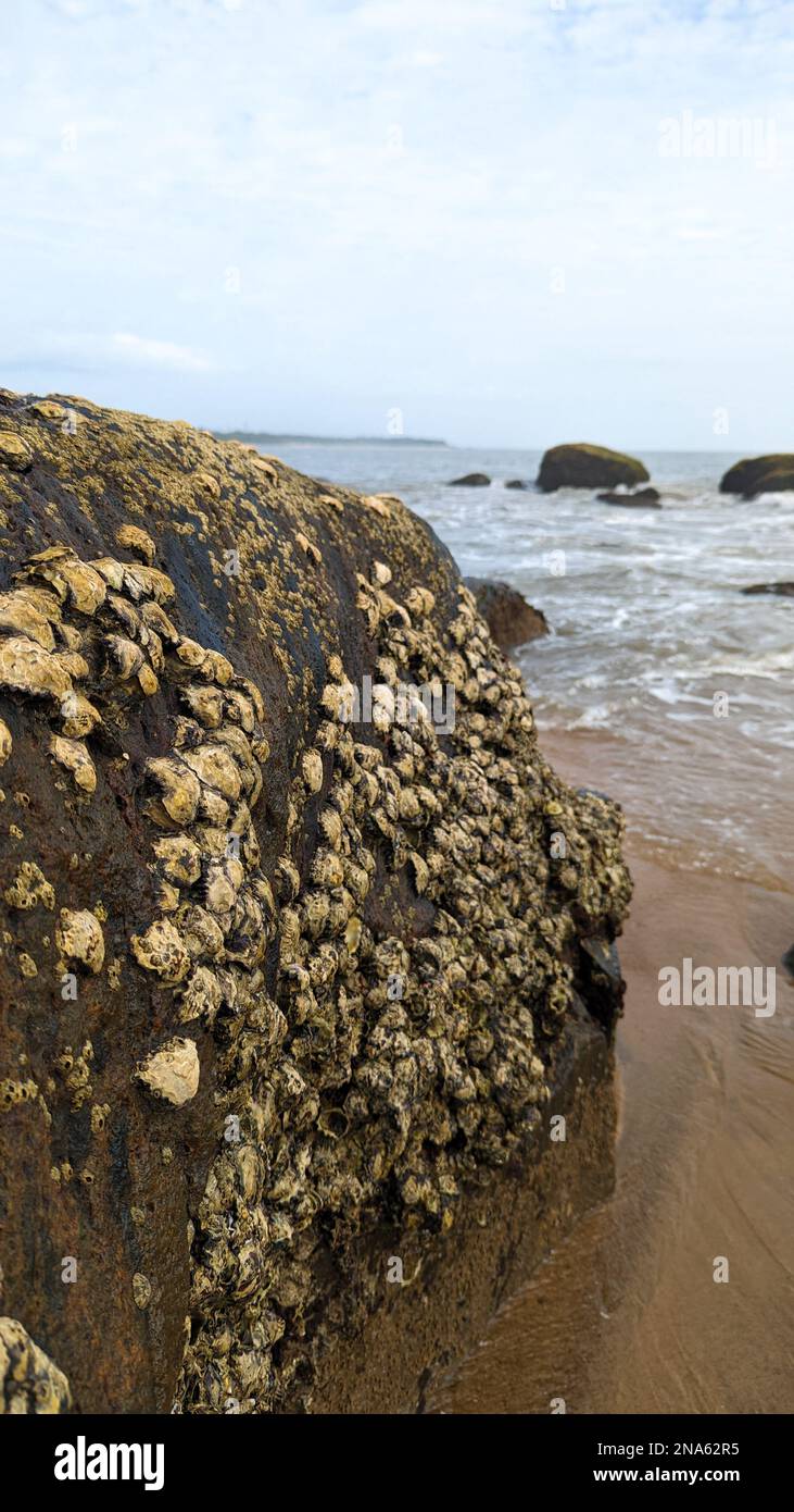 oyster clams and barnacles on the edge of a rock in a beach at low tide ...