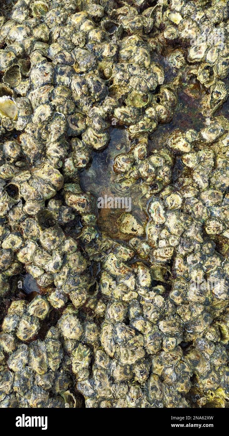 Close up of oyster clams and barnacles on the rocks in a beach at low tide Stock Photo