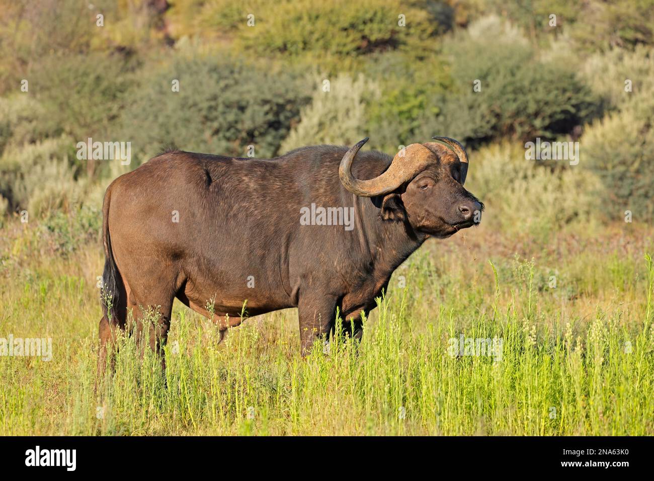 An African buffalo (Syncerus caffer) in natural habitat, Mokala National Park, South Africa Stock Photo