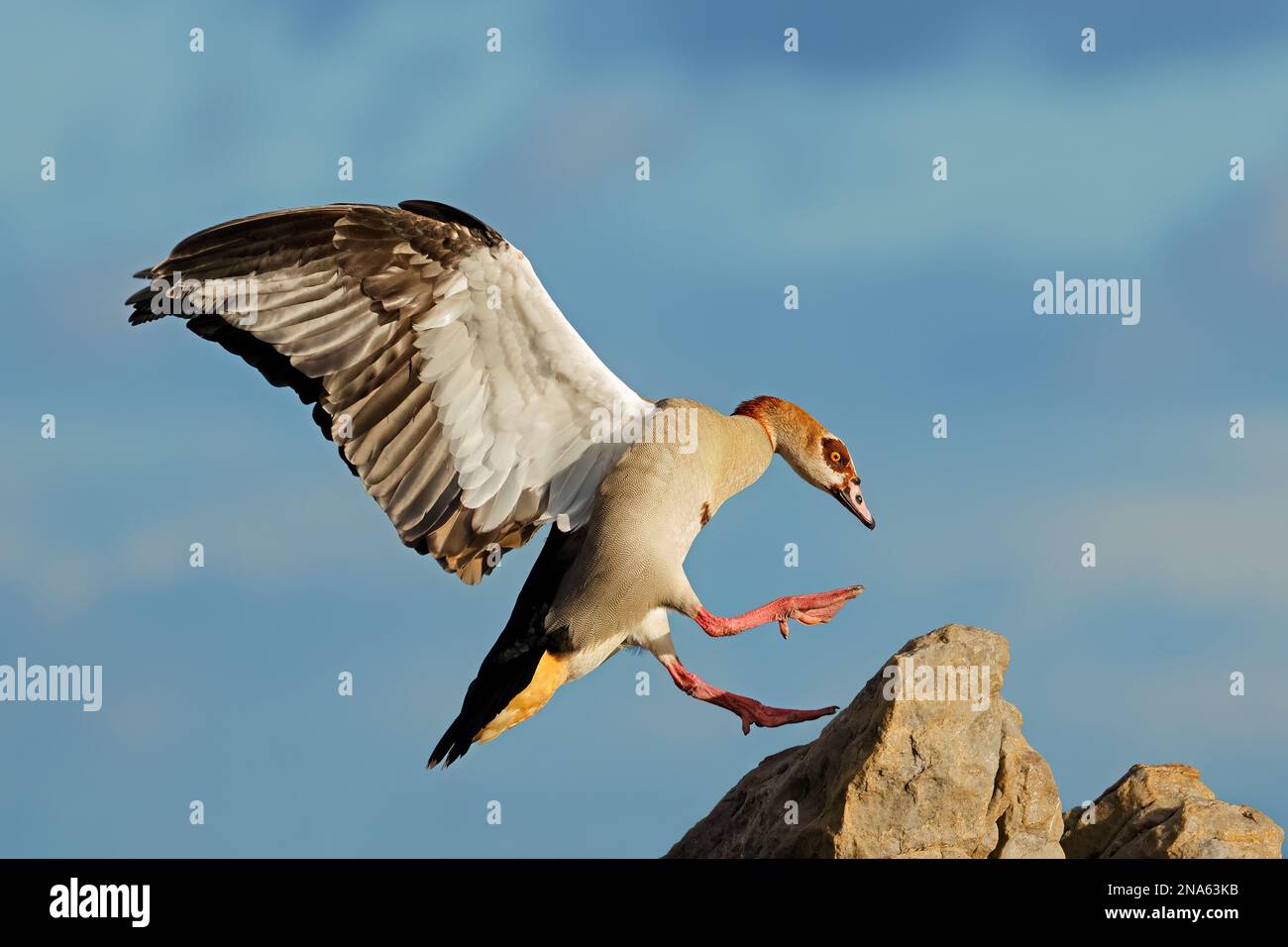 An Egyptian goose (Alopochen aegyptiacus) landing on  a rock, South Africa Stock Photo