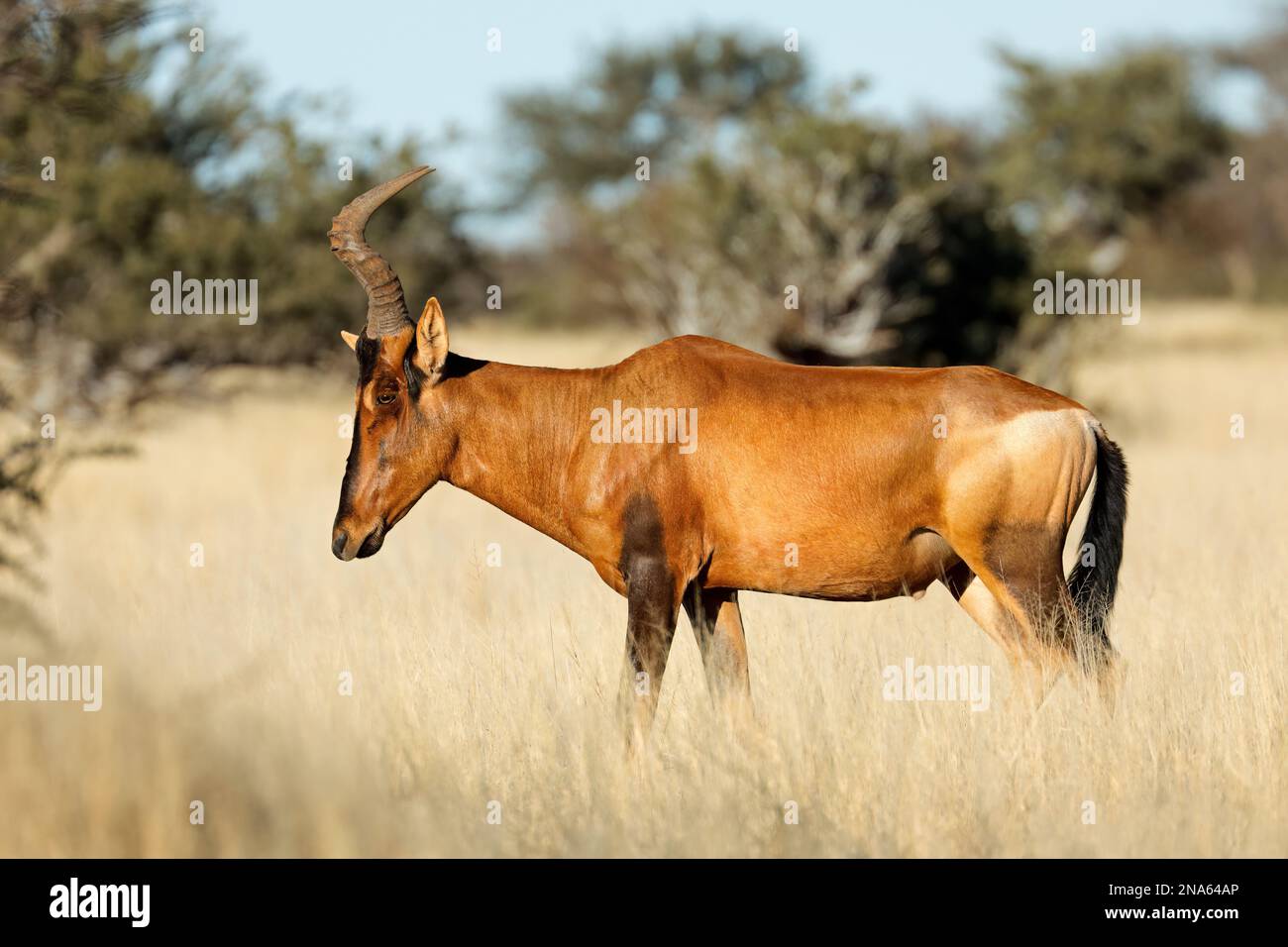 A red hartebeest (Alcelaphus buselaphus) in open grassland, Mokala National Park, South Africa Stock Photo