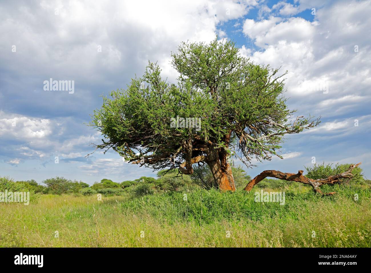 African shepherds tree (Boscia albitrunca) in grassland against a cloudy sky, South Africa Stock Photo