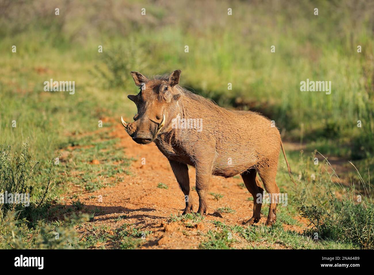 A warthog (Phacochoerus africanus) in natural habitat, Mokala National Park, South Africa Stock Photo