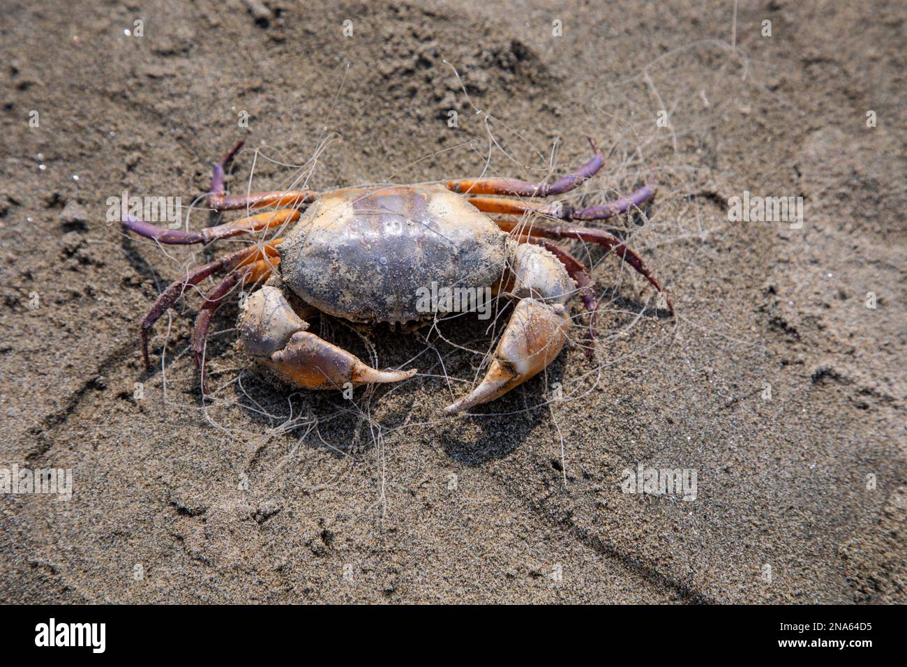 A sea crab stuck with plastic fishing net at Teknaf sea beach, Cox's Bazar,  Bangladesh Stock Photo - Alamy