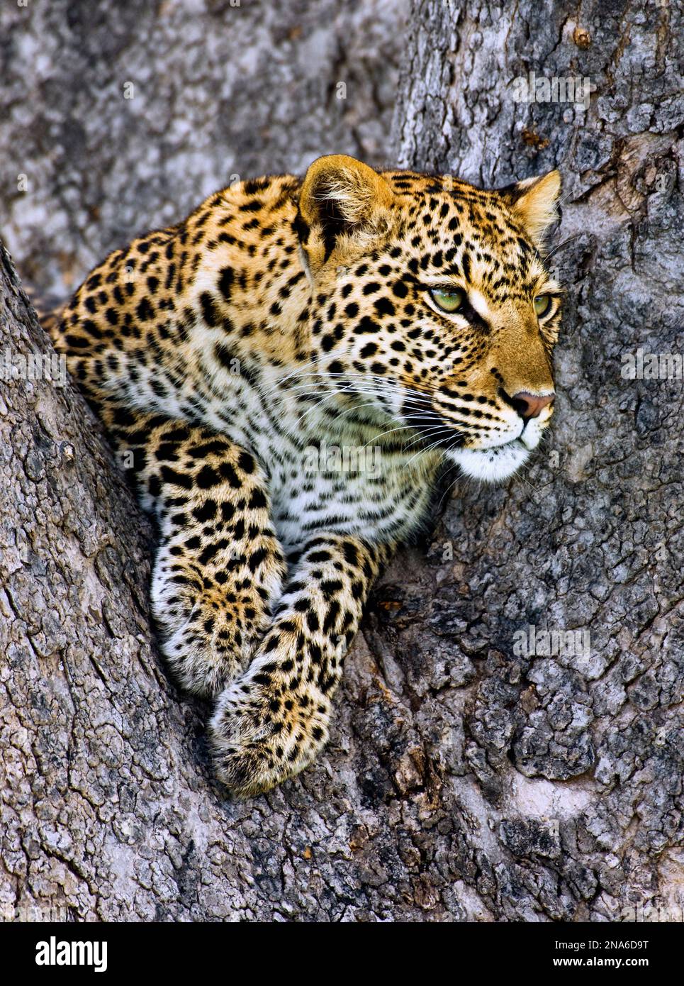 Leopard (Panthera pardus) lying in a tree looking out; Okavango Delta ...