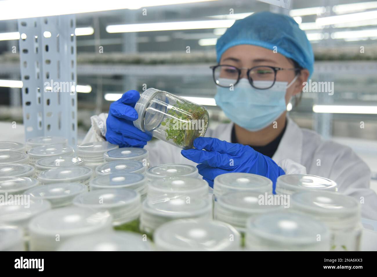 LIANYUNGANG, CHINA - FEBRUARY 13, 2023 - Scientists check the growth of tissue culture agricultural seedlings at the Comprehensive Agricultural Experi Stock Photo