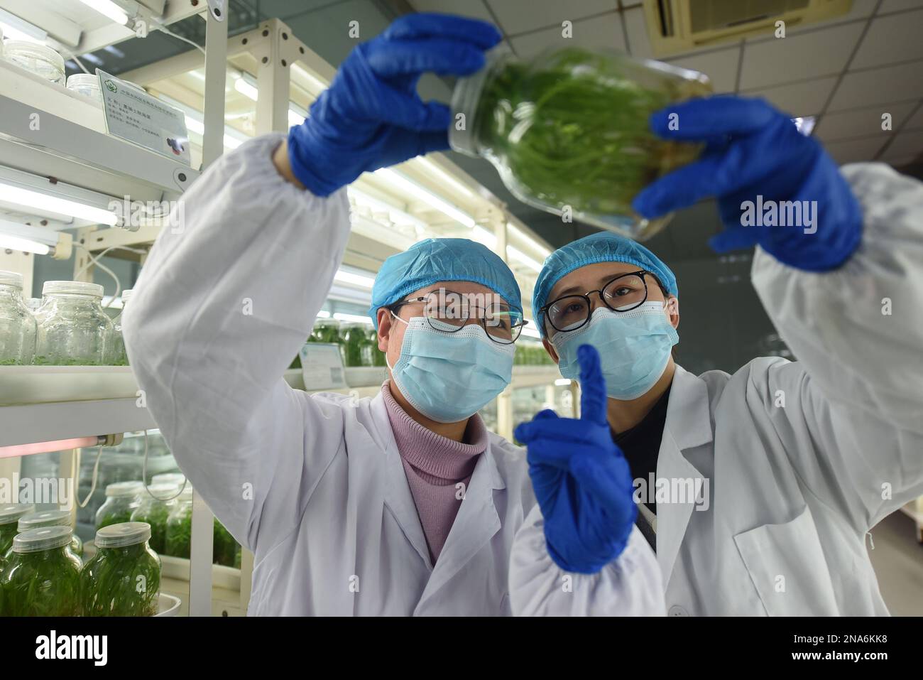 LIANYUNGANG, CHINA - FEBRUARY 13, 2023 - Scientists check the growth of tissue culture agricultural seedlings at the Comprehensive Agricultural Experi Stock Photo