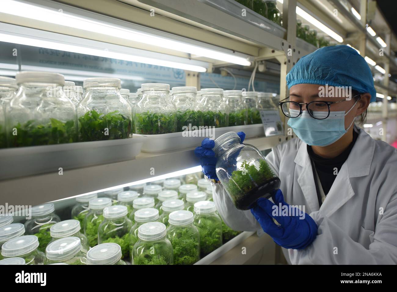 LIANYUNGANG, CHINA - FEBRUARY 13, 2023 - Scientists check the growth of tissue culture agricultural seedlings at the Comprehensive Agricultural Experi Stock Photo