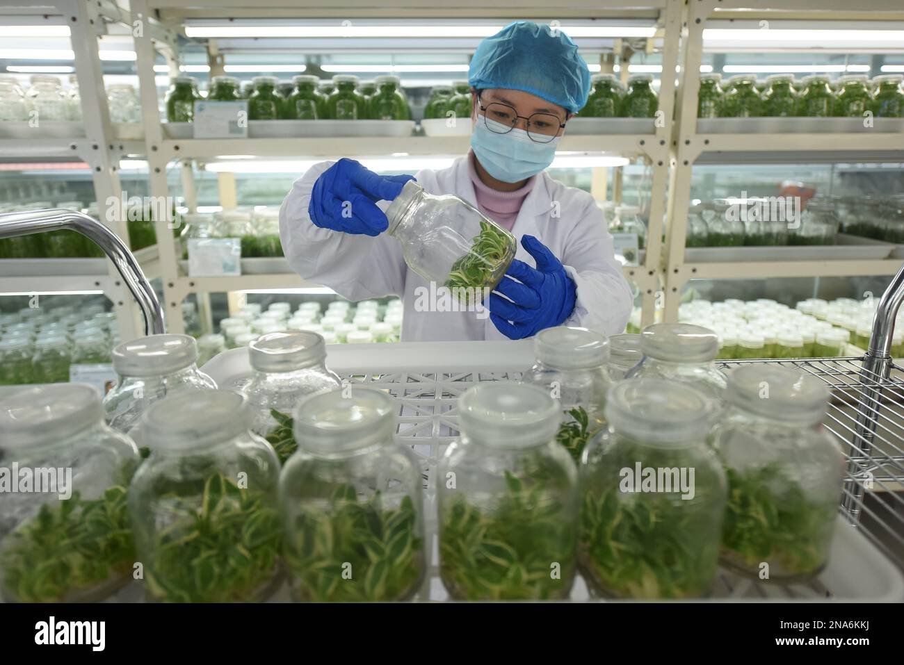 LIANYUNGANG, CHINA - FEBRUARY 13, 2023 - Scientists check the growth of tissue culture agricultural seedlings at the Comprehensive Agricultural Experi Stock Photo