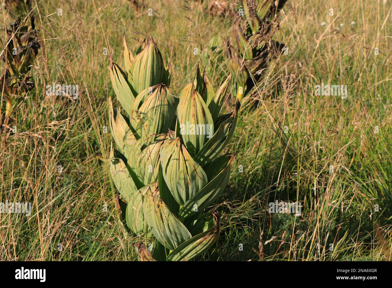 Veratrum album or white veratrum in natura Stock Photo