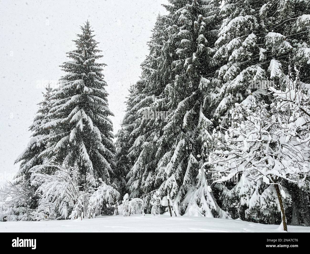 The pine trees in a forest covered in snow on a cold winter day perfect ...