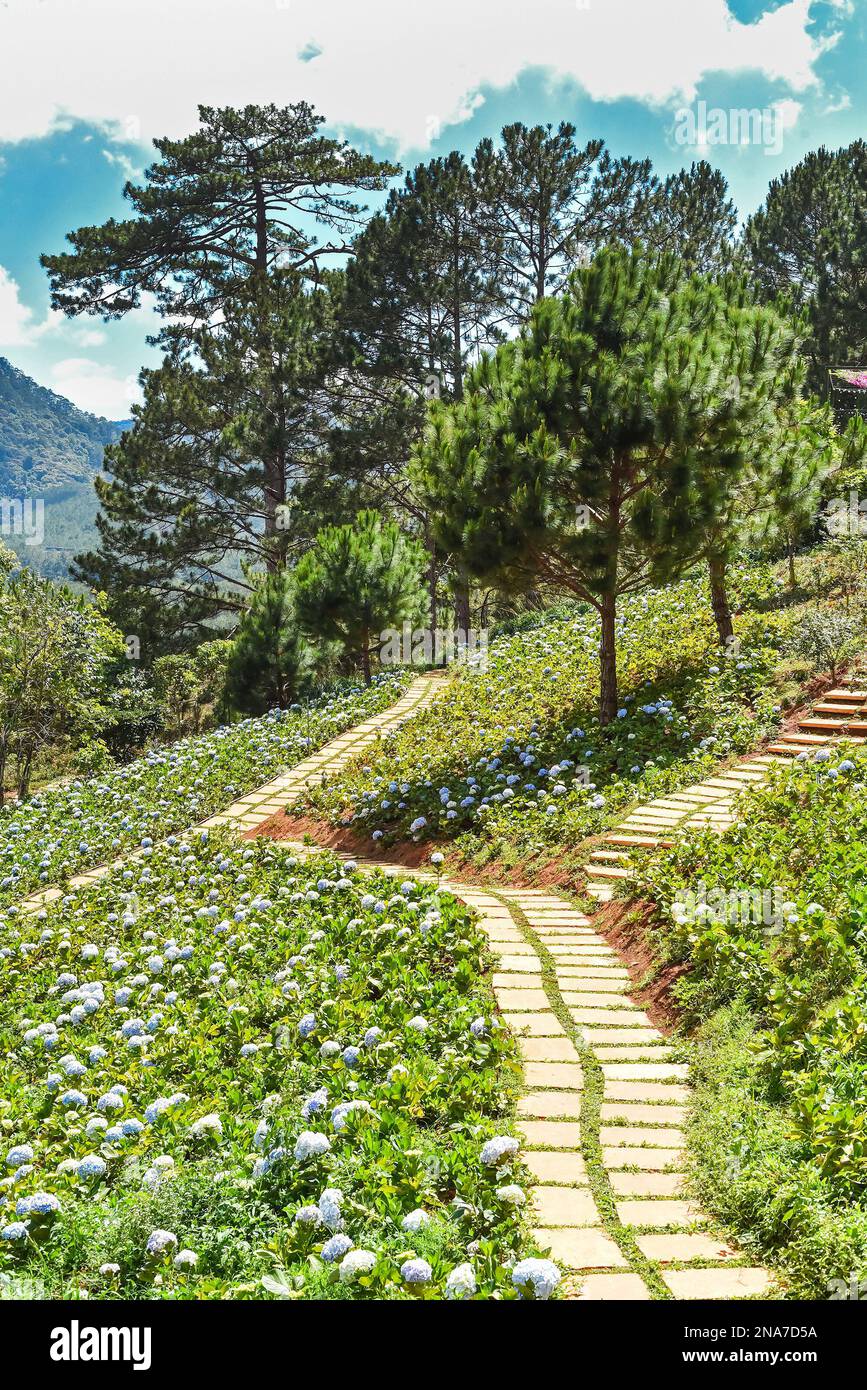 Pathway through hydrangea flower beds and pine trees in Da Lat Vietnam Stock Photo
