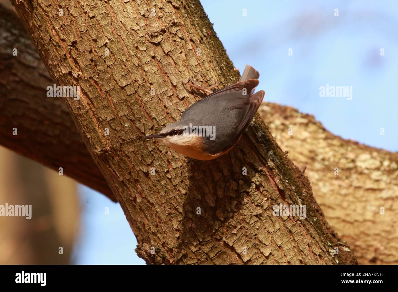 european nuthatch in its typical pose upside down on a tree Stock Photo ...