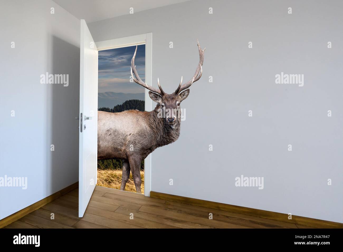 Deer entering a door. Animal watching from a wall. Kids decoration room. Сhild's imagination or a dream Stock Photo