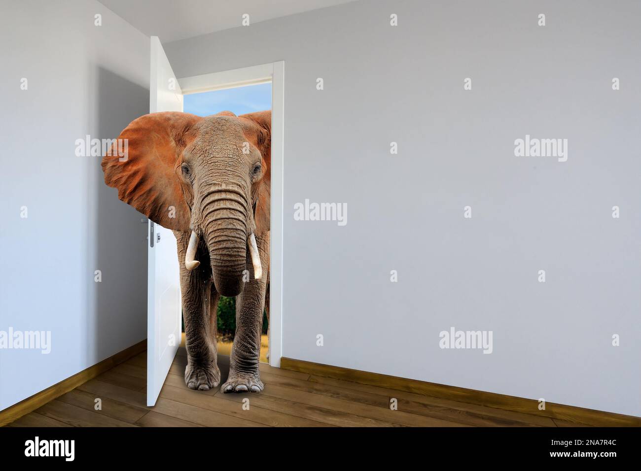 Elephants entering a door. Animal watching from a wall. Kids decoration room. Сhild's imagination or a dream Stock Photo