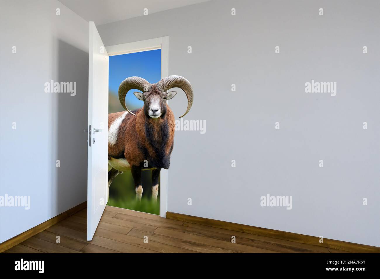 Mouflon entering a door. Animal watching from a wall. Kids decoration room. Сhild's imagination or a dream Stock Photo