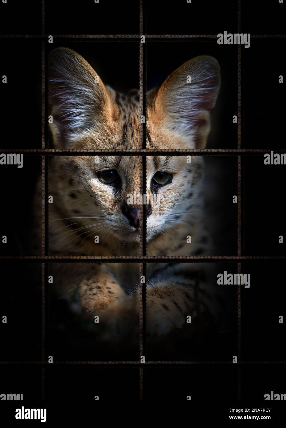 Serval in iron cage on black background. Animal rights concept Stock Photo