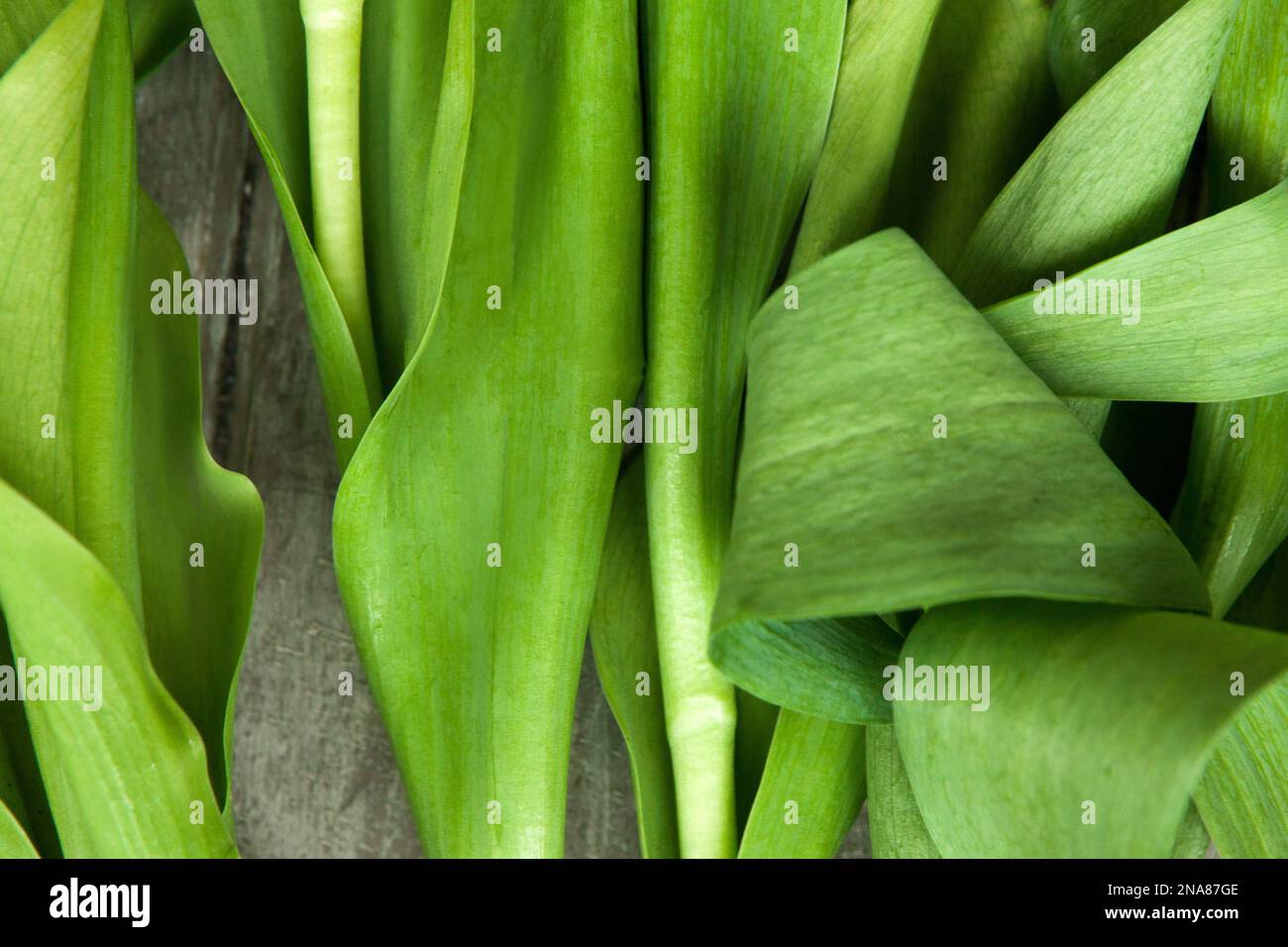 Tulip green stems and leaves background Stock Photo - Alamy