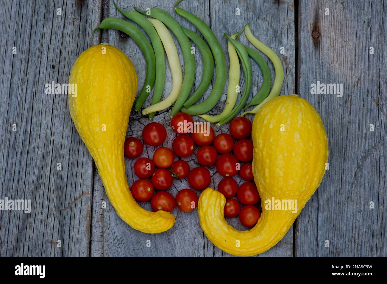Summer vegetable garden harvest (summer crookneck squash, cherry tomatoes, and green beans). Stock Photo