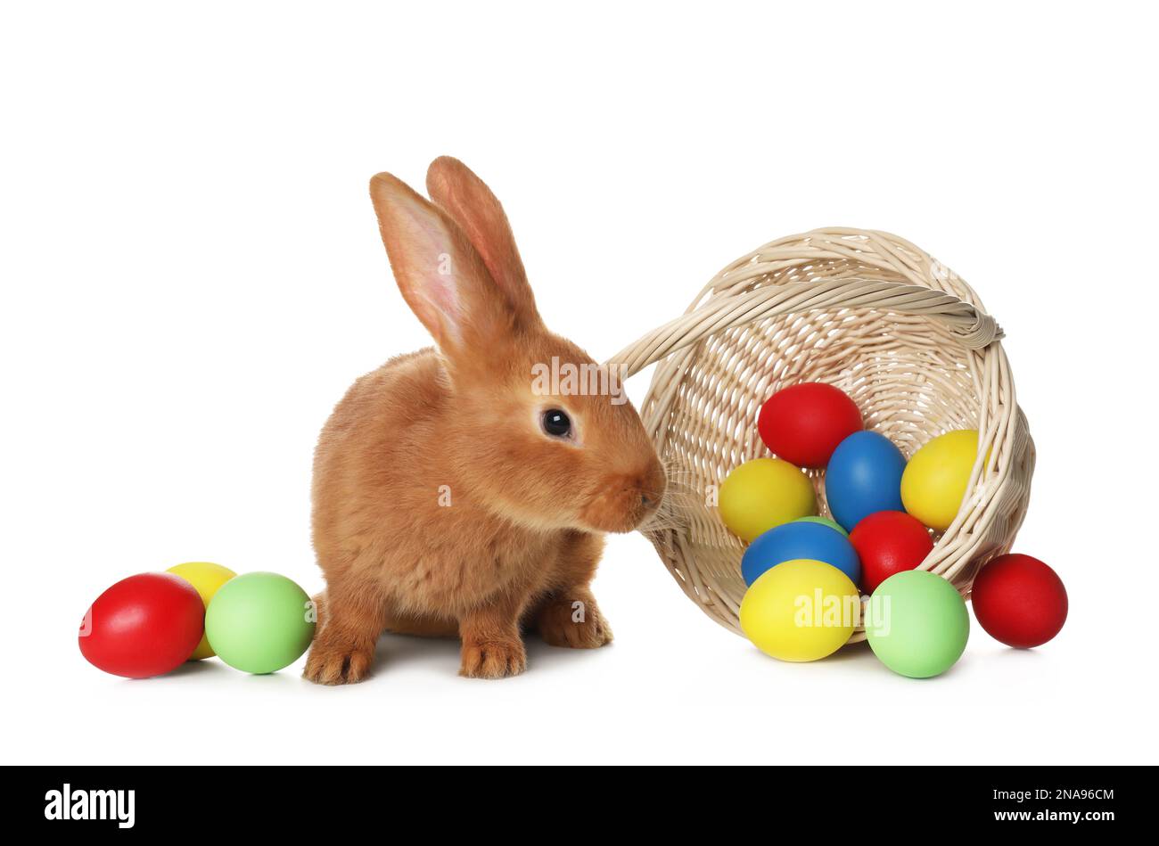Adorable furry Easter bunny near wicker basket with dyed eggs on white ...