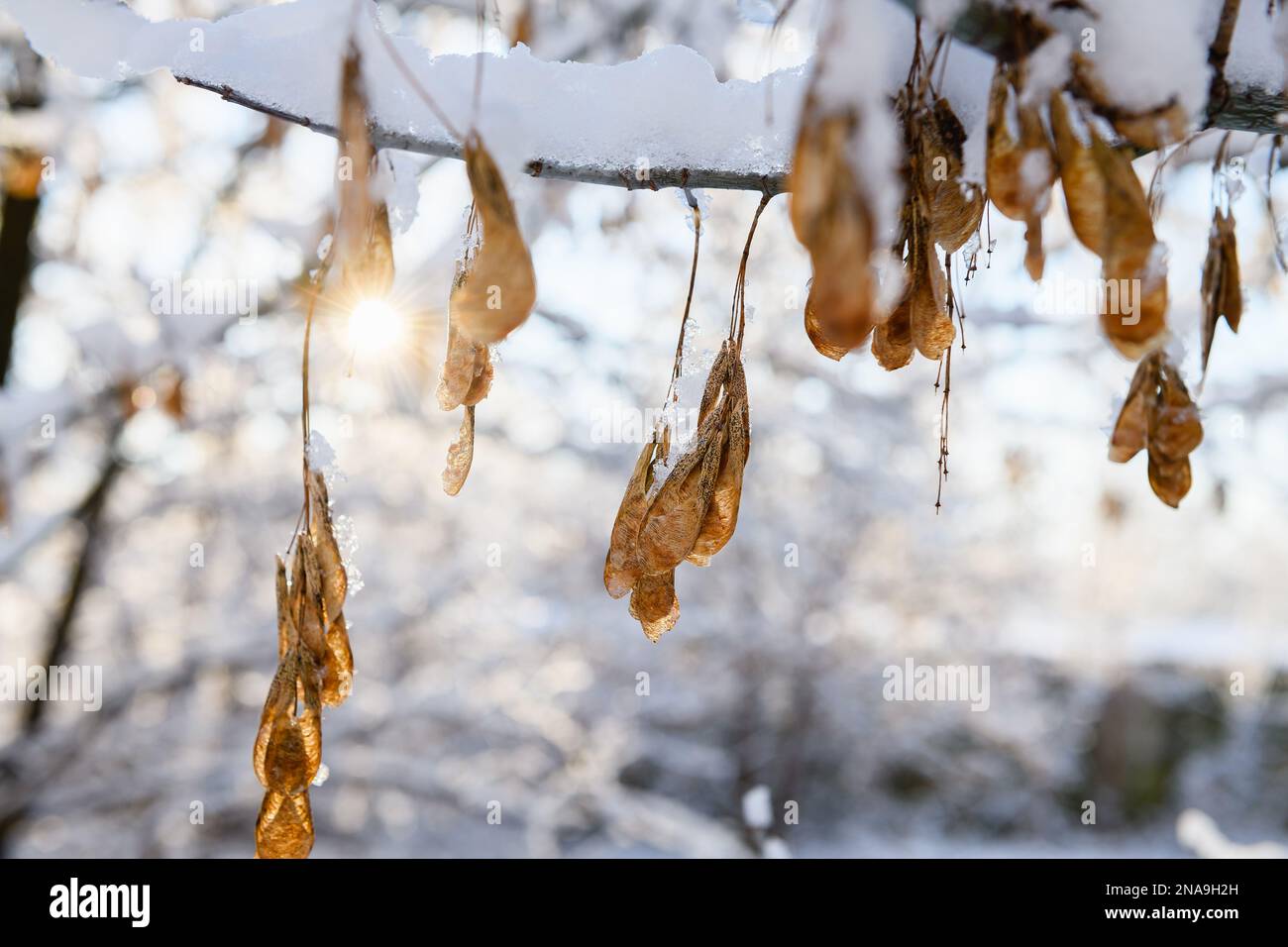 Planes or seeds of the American ash-leaved maple, covered with hoarfrost against the background of a tree trunk Stock Photo